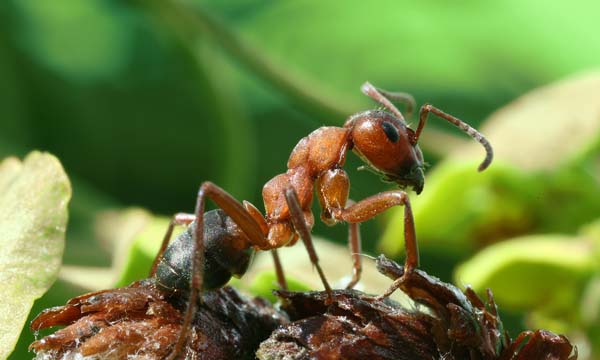 Red wood ant | Formica rufa photo