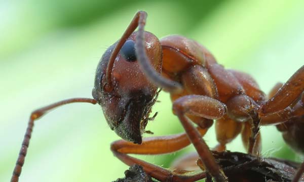 Red wood ant | Formica rufa photo