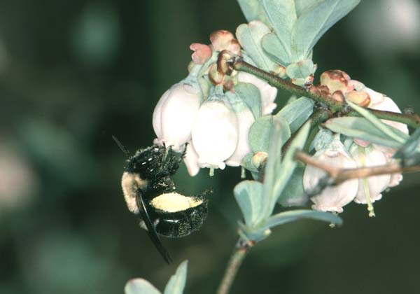 Southeastern blueberry bee | Habropoda laboriosa photo