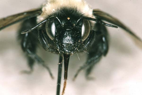 Southeastern blueberry bee | Habropoda laboriosa photo