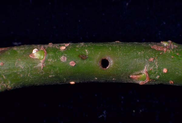 Willow shoot sawfly | Janus abbreviatus photo