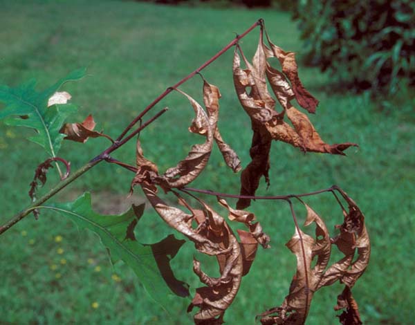 Oak shoot sawfly | Janus quercusae photo