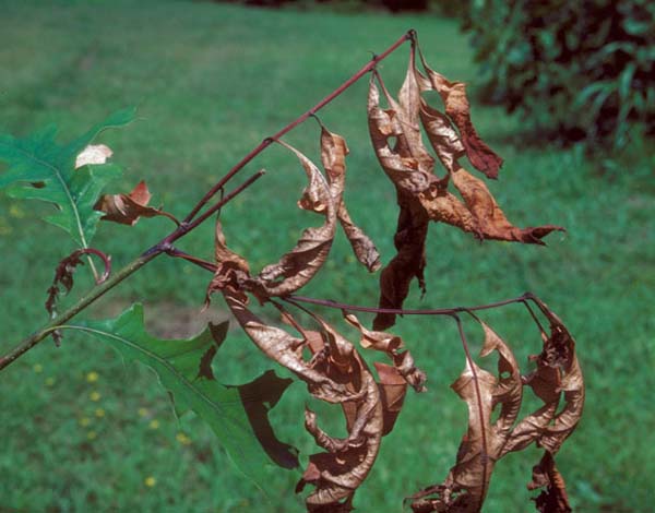 Oak shoot sawfly | Janus quercusae photo