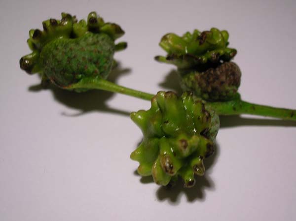 Knopper gall | Andricus quercuscalicis photo