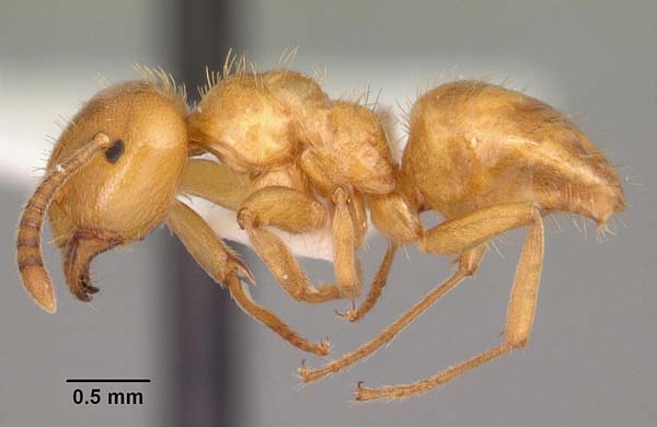 Smaller yellow ant | Lasius claviger photo