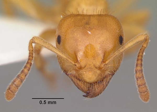 Smaller yellow ant | Lasius claviger photo