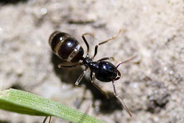 Ant | Lasius fuliginosus photo