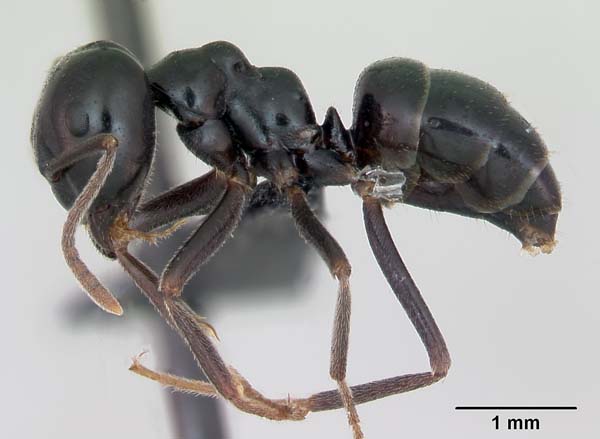 Ant | Lasius fuliginosus photo