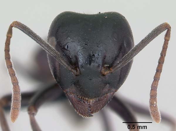 Ant | Lasius fuliginosus photo