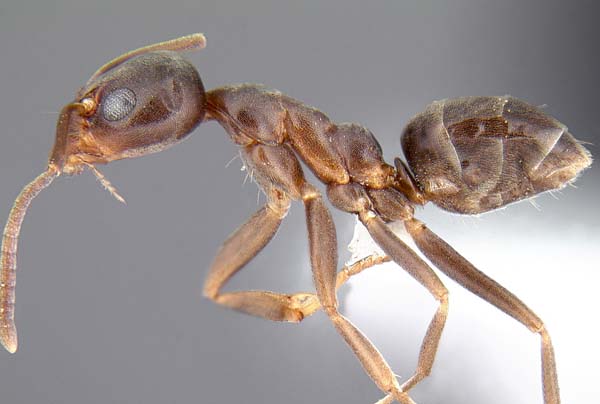 Argentine ant | Linepithema humile photo