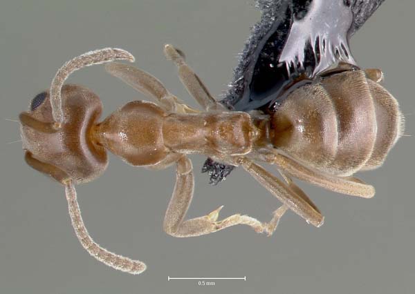 Argentine ant | Linepithema humile photo