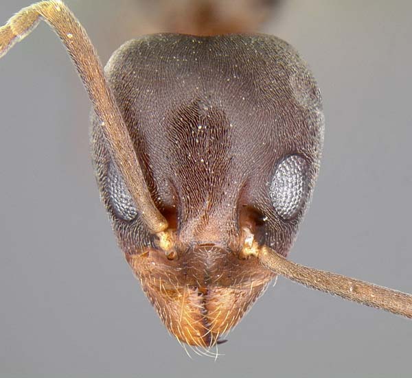 Argentine ant | Linepithema humile photo