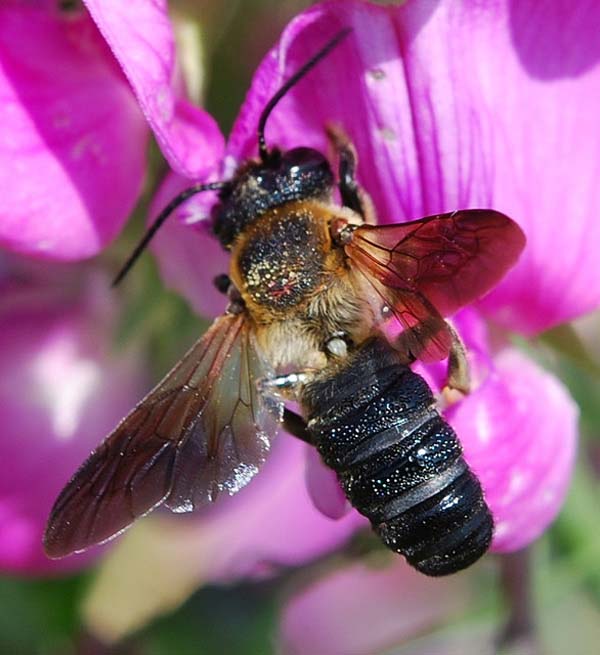 Giant resin bee | Megachile sculpturalis photo