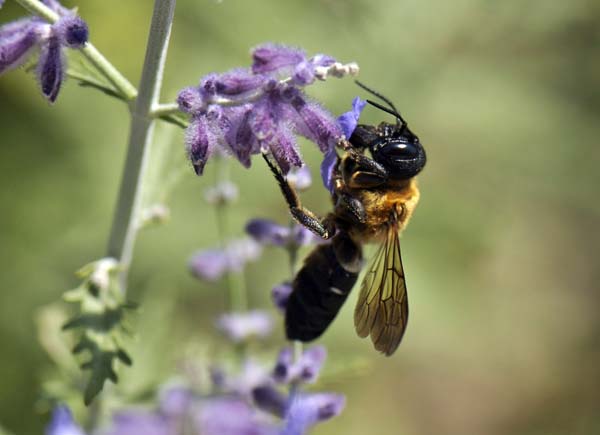 Giant resin bee | Megachile sculpturalis photo