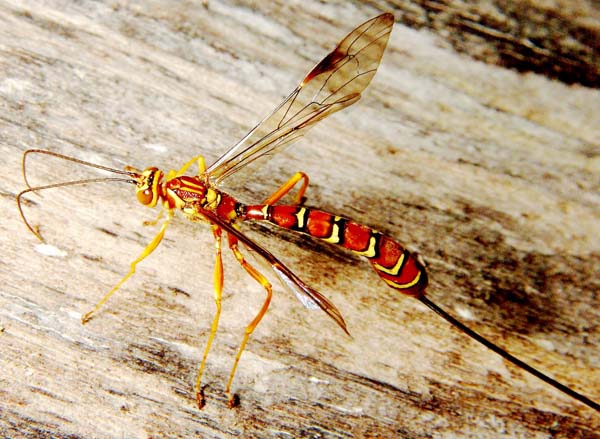 Ichneumonid wasp | Megarhyssa macrurus photo