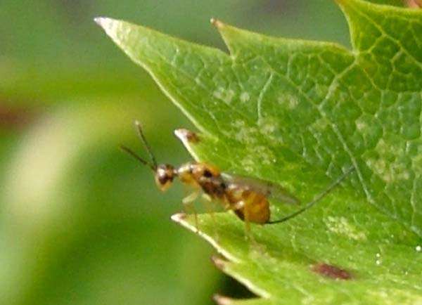 Torymid wasp | Megastigmus strobilobius photo