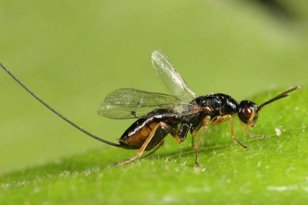 Torymid wasp | Megastigmus suspectus photo