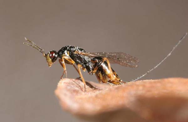 Torymid wasp | Megastigmus suspectus photo