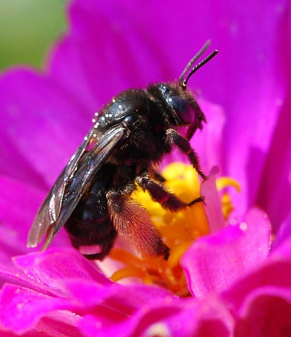 Long-horned bees | Melissodes bimaculata photo