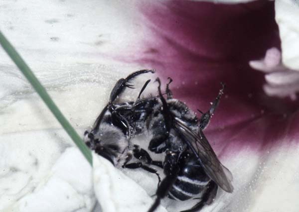 Mallow bee | Melitoma taurea photo