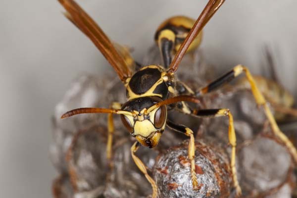 Western paper wasp | Mischocyttarus flavitarsis photo