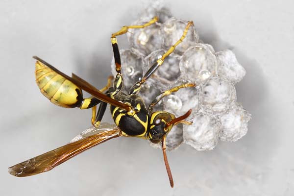 Western paper wasp | Mischocyttarus flavitarsis photo