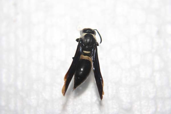 Carpenter wasp | Monobia quadridens photo