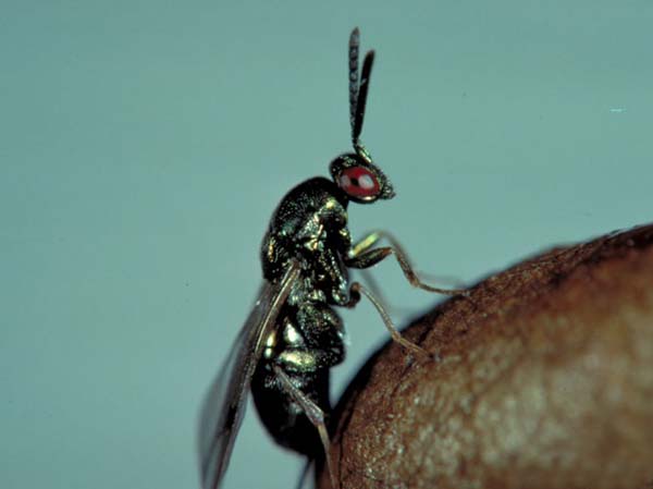 Sawfly parasitic wasp | Monodontomerus dentipes photo