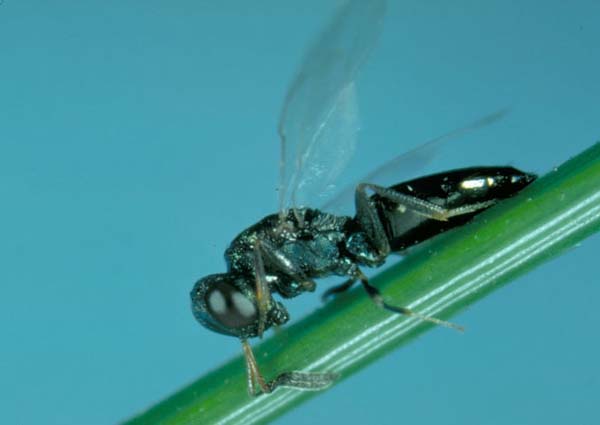 Sawfly parasitic wasp | Monodontomerus dentipes photo