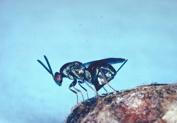Sawfly parasitic wasp | Monodontomerus dentipes photo
