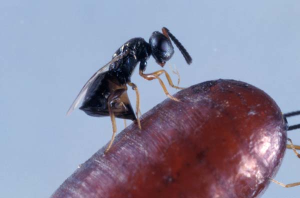 Pteromalid wasps | Muscidifurax raptor photo