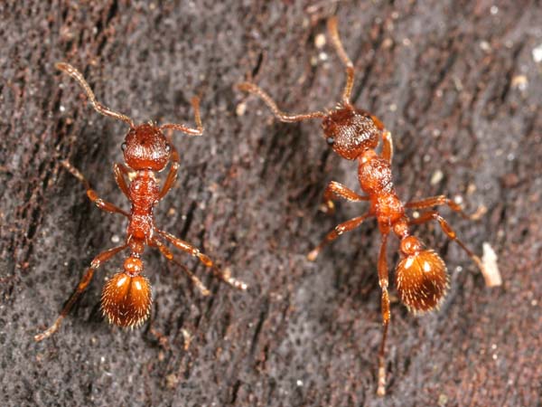 European imported fire ant | Myrmica rubra photo