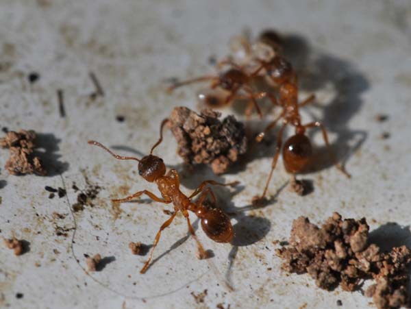 European imported fire ant | Myrmica rubra photo