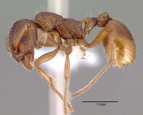 European imported fire ant | Myrmica rubra photo