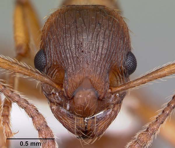 European imported fire ant | Myrmica rubra photo