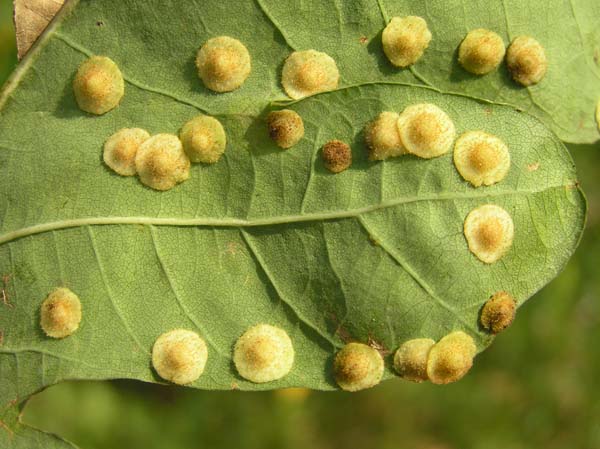 Cynipid gall wasp | Neuroterus quercusbaccarum photo