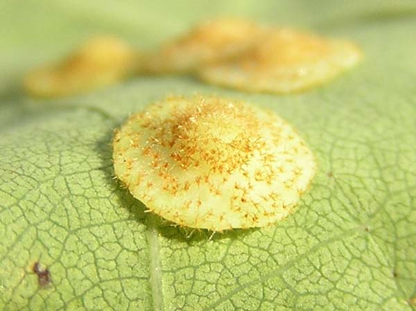 Cynipid gall wasp | Neuroterus quercusbaccarum photo