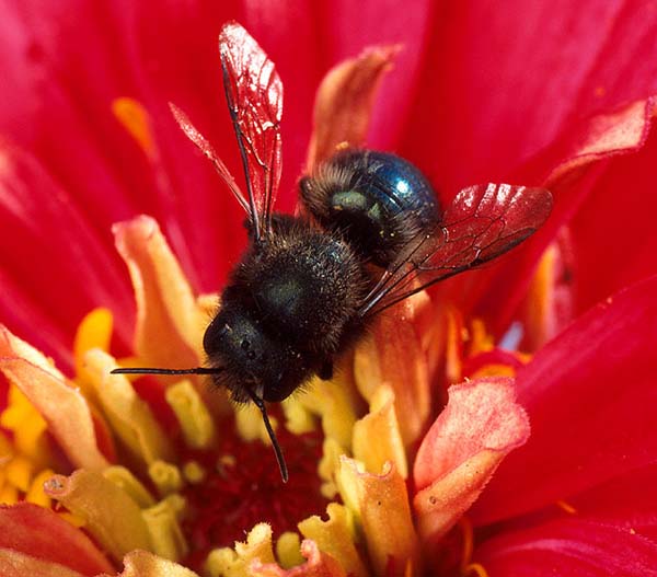 Blue orchard bee | Osmia lignaria photo