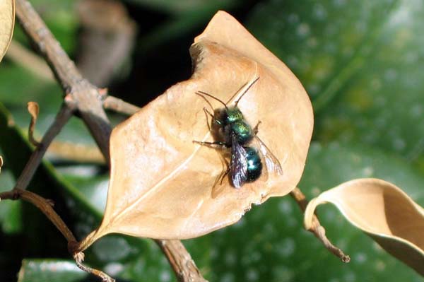 Blue orchard bee | Osmia lignaria photo