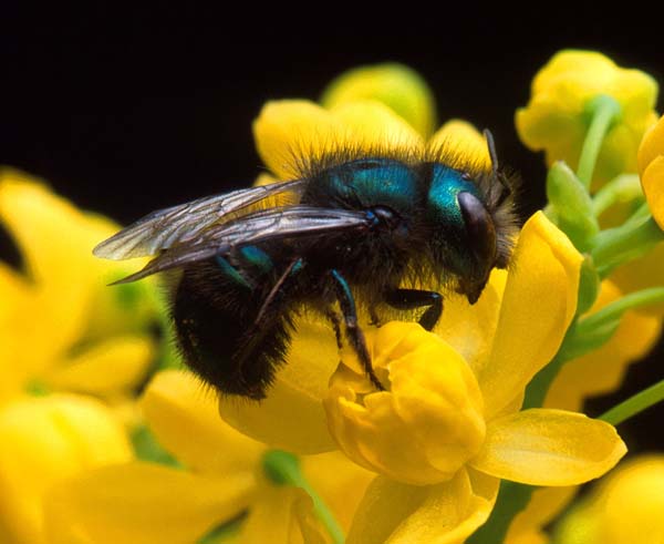 Leafcutting bee | Osmia ribifloris photo