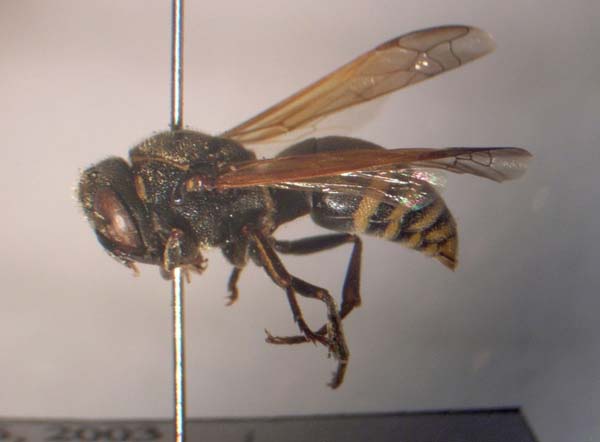 Keyhole wasp | Pachodynerus nasidens photo