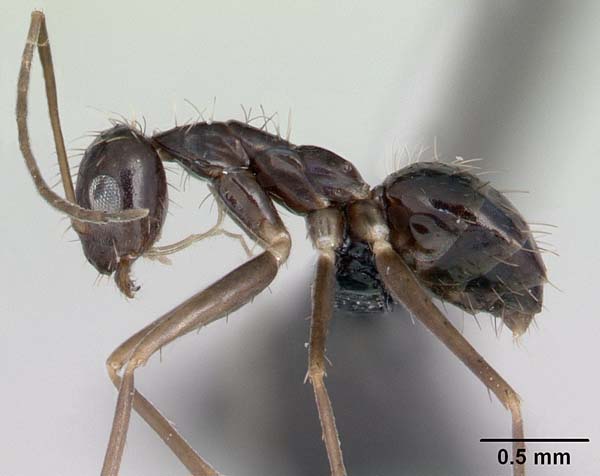 Crazy ant | Paratrechina longicornis photo