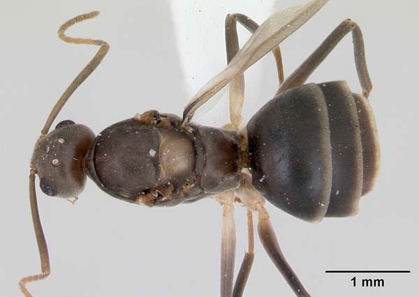 Crazy ant | Paratrechina longicornis photo