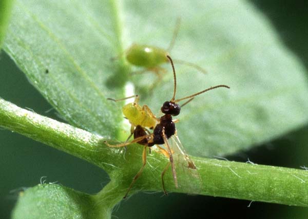 Braconid wasp | Peristenus digoneutis photo