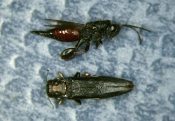Chalcid wasp | Phasgonophora sulcata photo