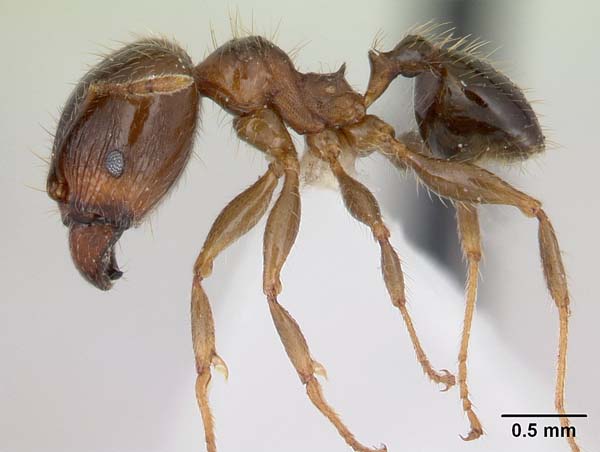 Bigheaded ant | Pheidole megacephala photo