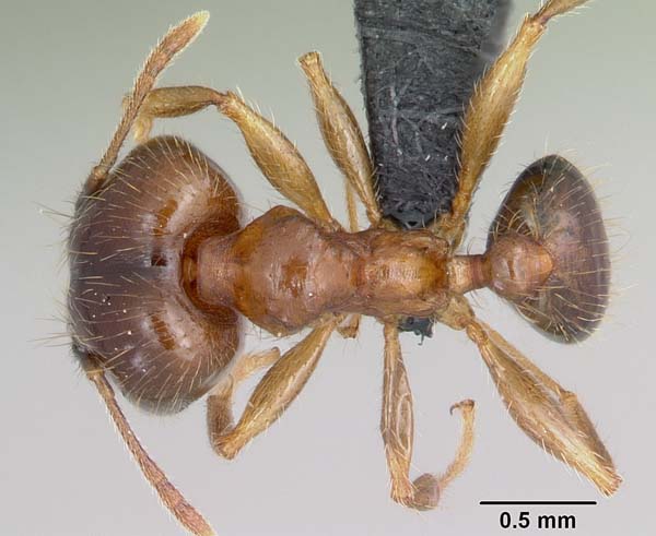 Bigheaded ant | Pheidole megacephala photo