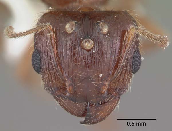 Bigheaded ant | Pheidole megacephala photo