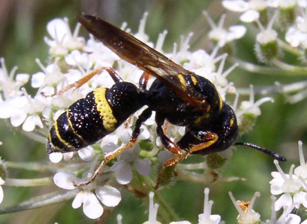 Sphecid wasp | Philanthus gibbosus photo