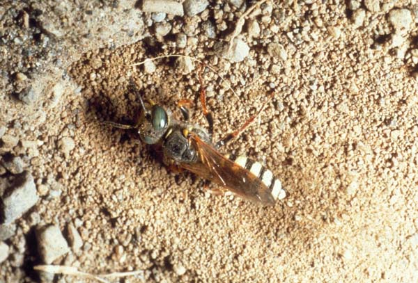 Sphecid wasp | Philanthus zebratus photo